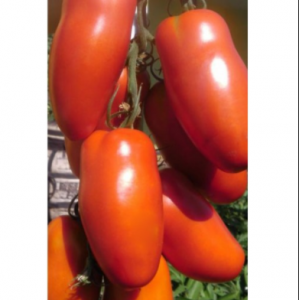 Поззано F1 - томат индетерминантный, Enza Zaden Голландия фото, цена